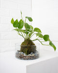Kokedama Julieta