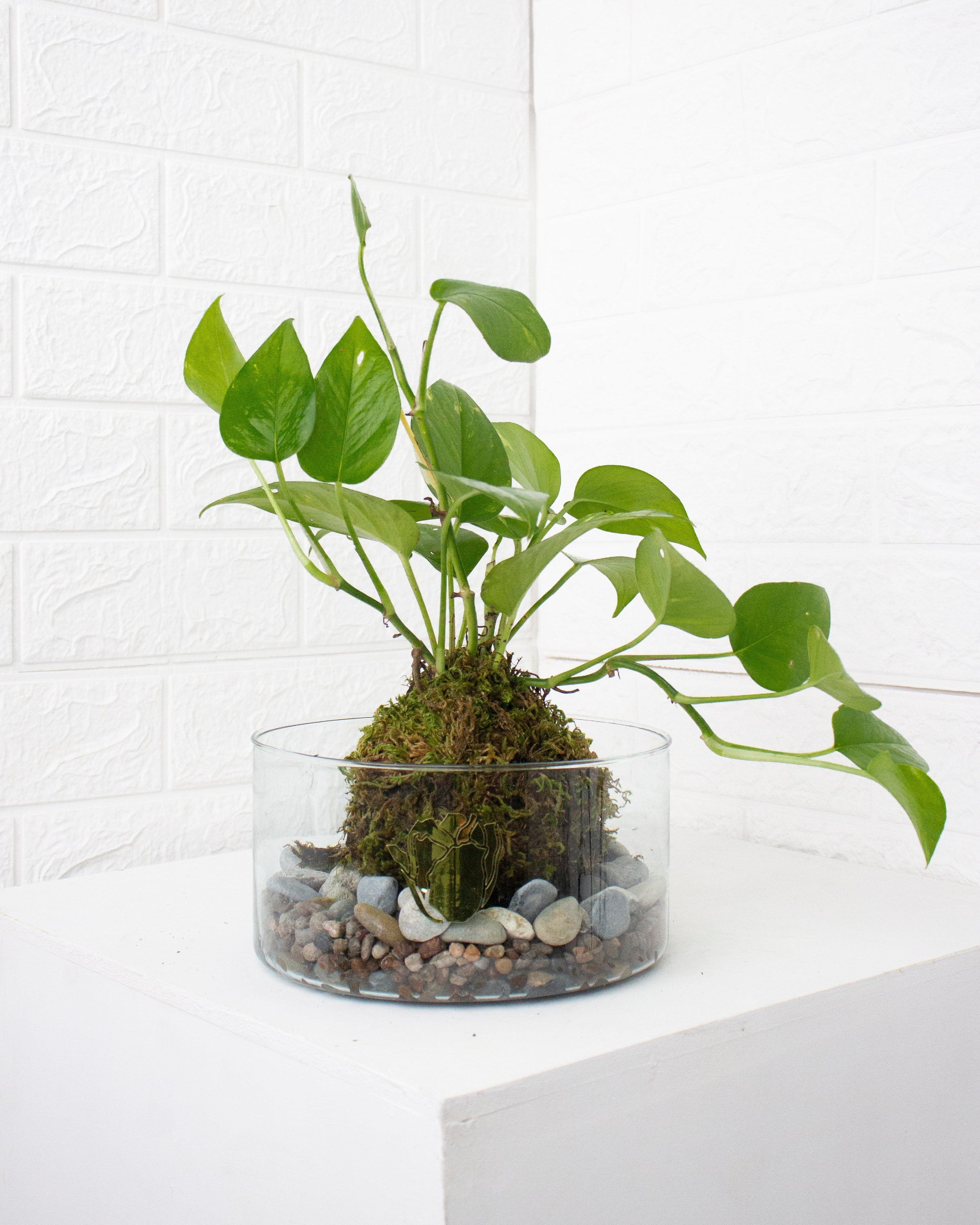 Kokedama Julieta