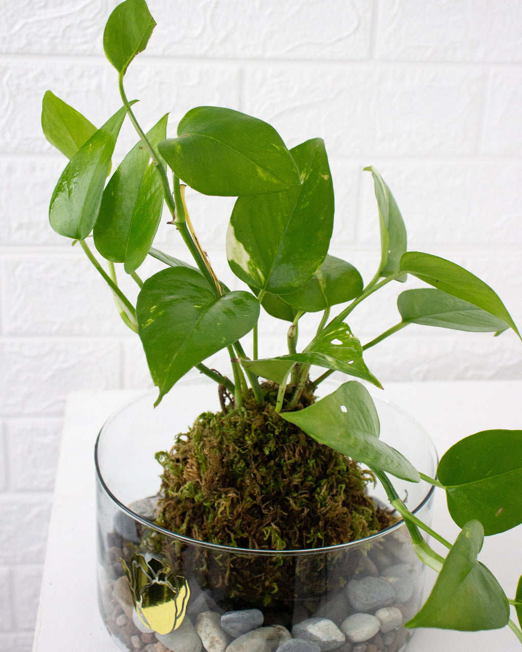 Kokedama Julieta