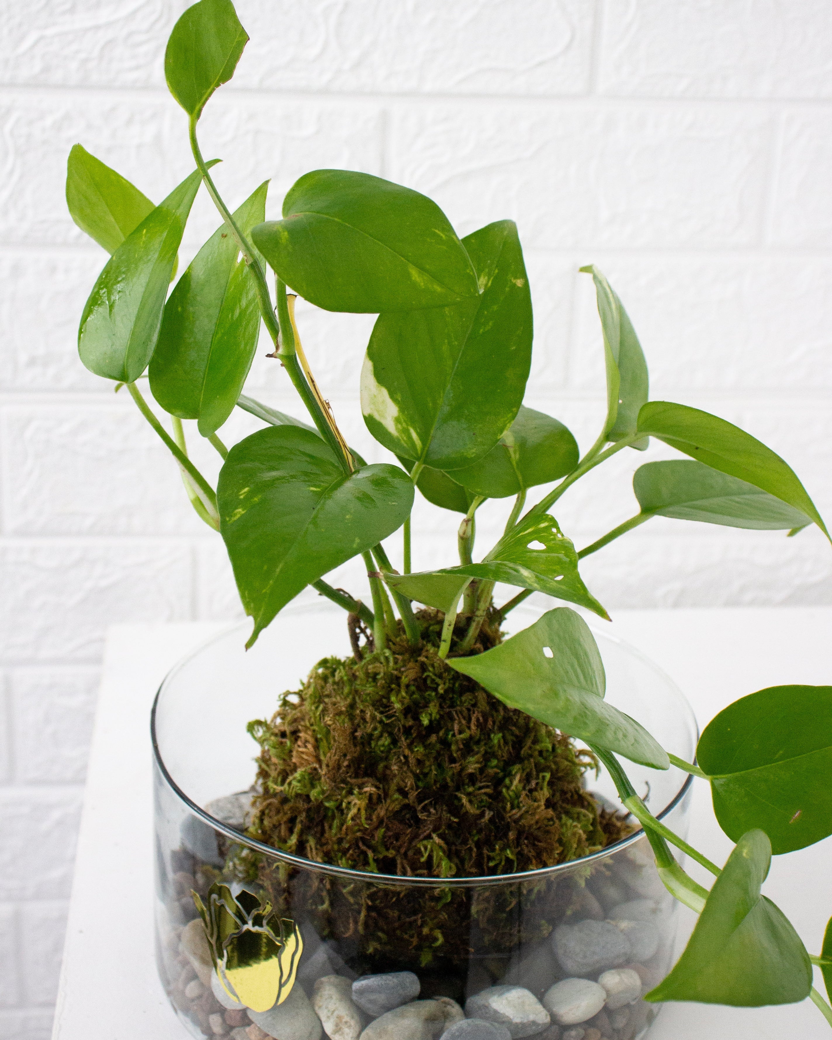 Kokedama Julieta