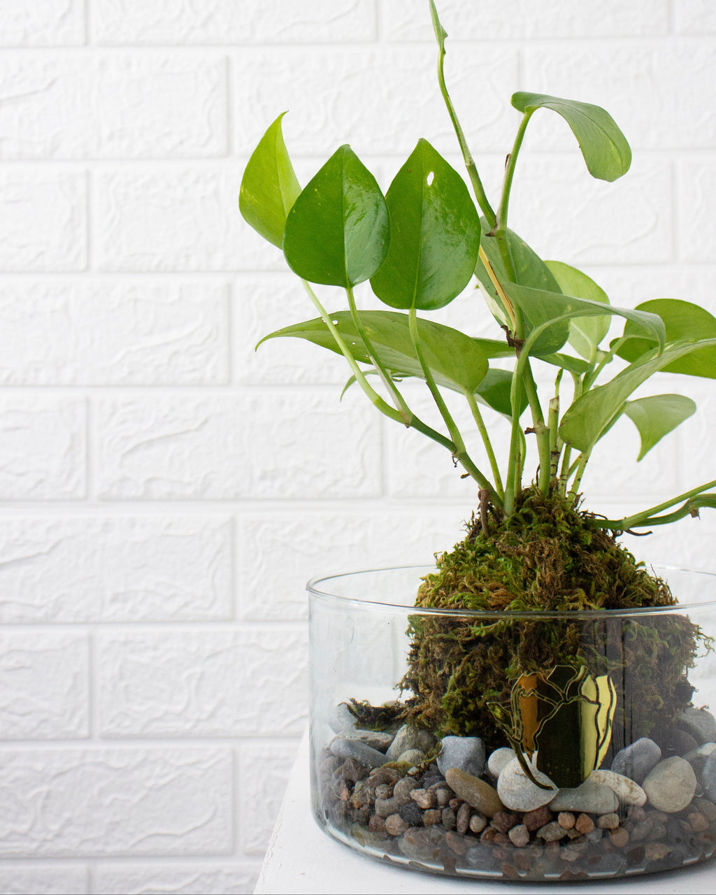 Kokedama Julieta