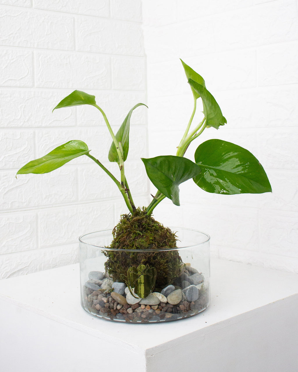 Kokedama Julieta