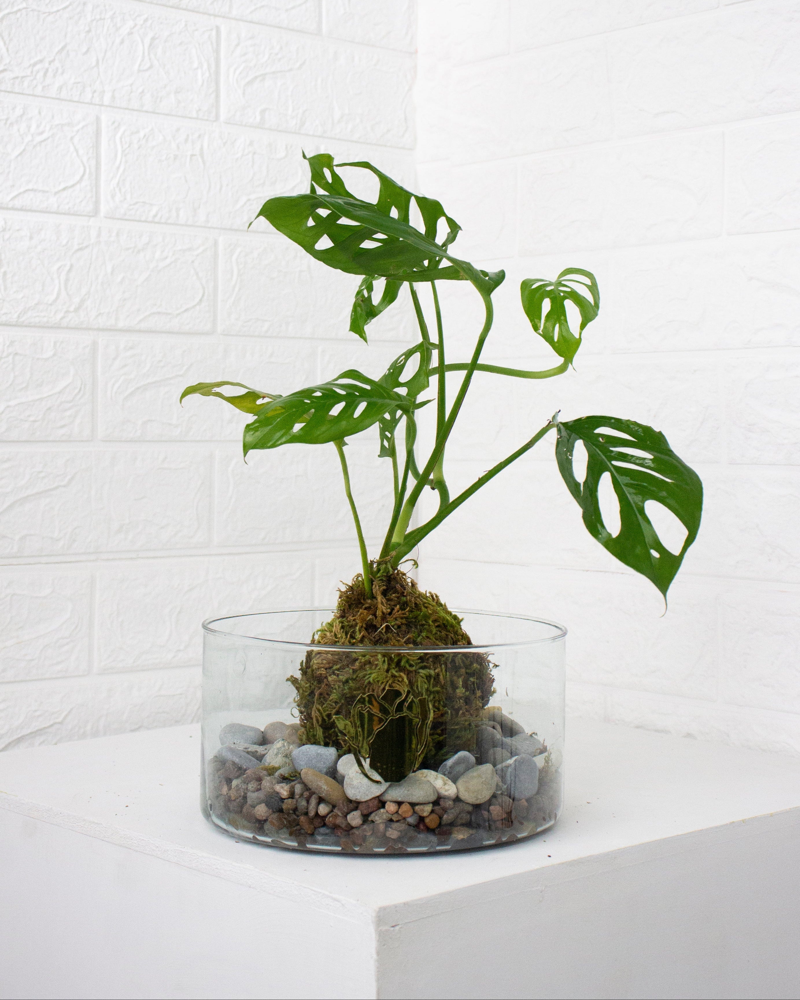 Kokedama Monstera adansonii