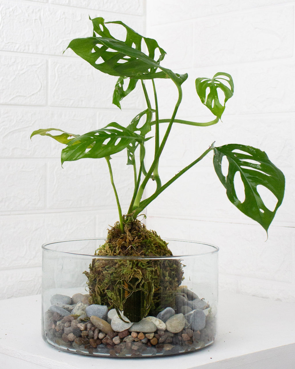 Kokedama Monstera adansonii