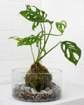Kokedama Monstera adansonii
