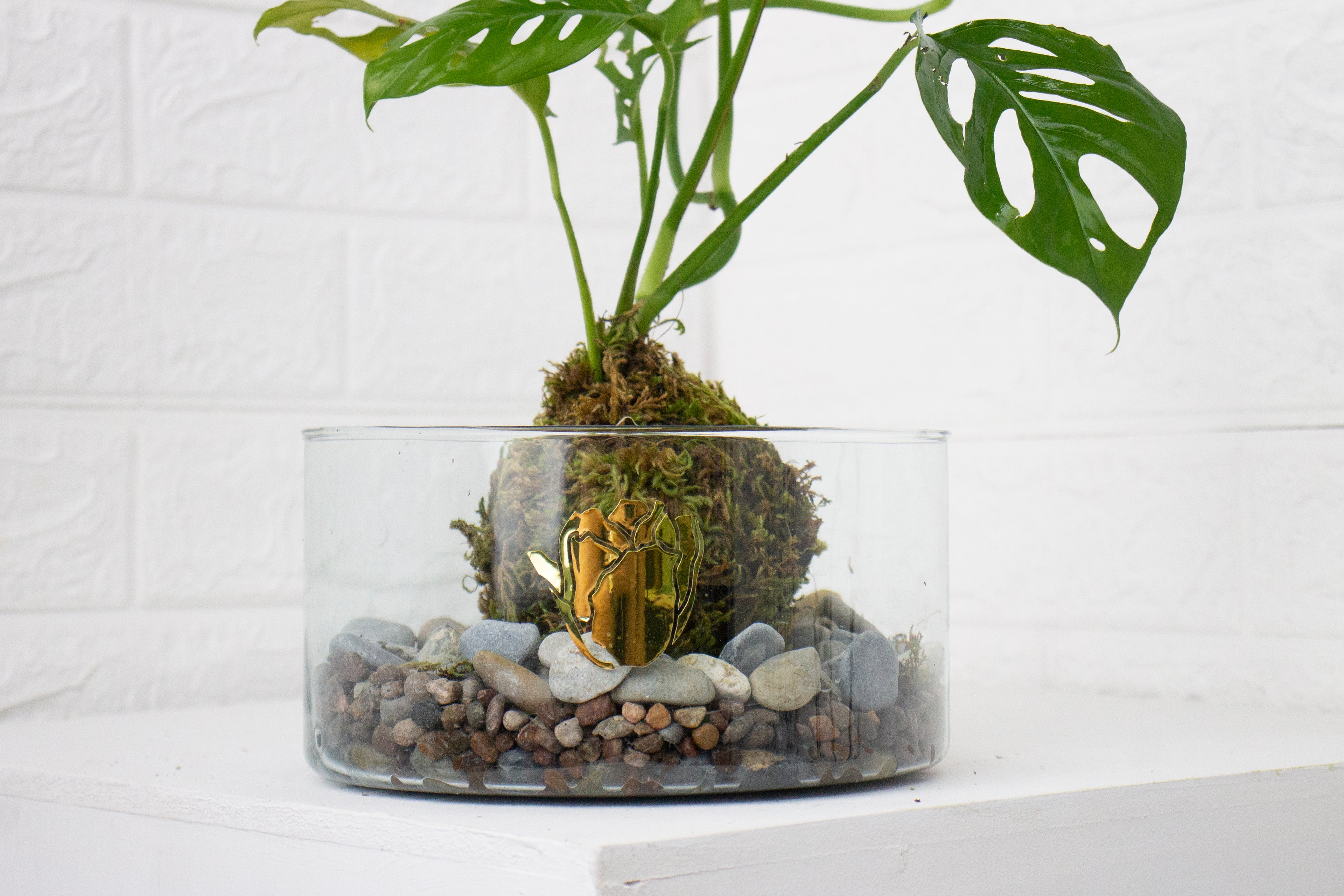 Kokedama Monstera adansonii