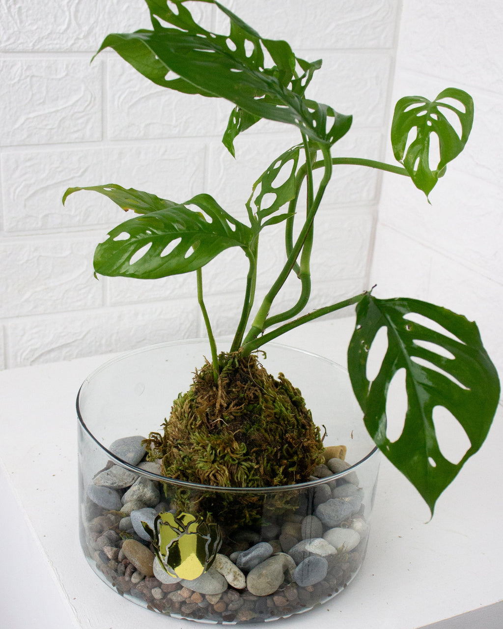 Kokedama Monstera adansonii