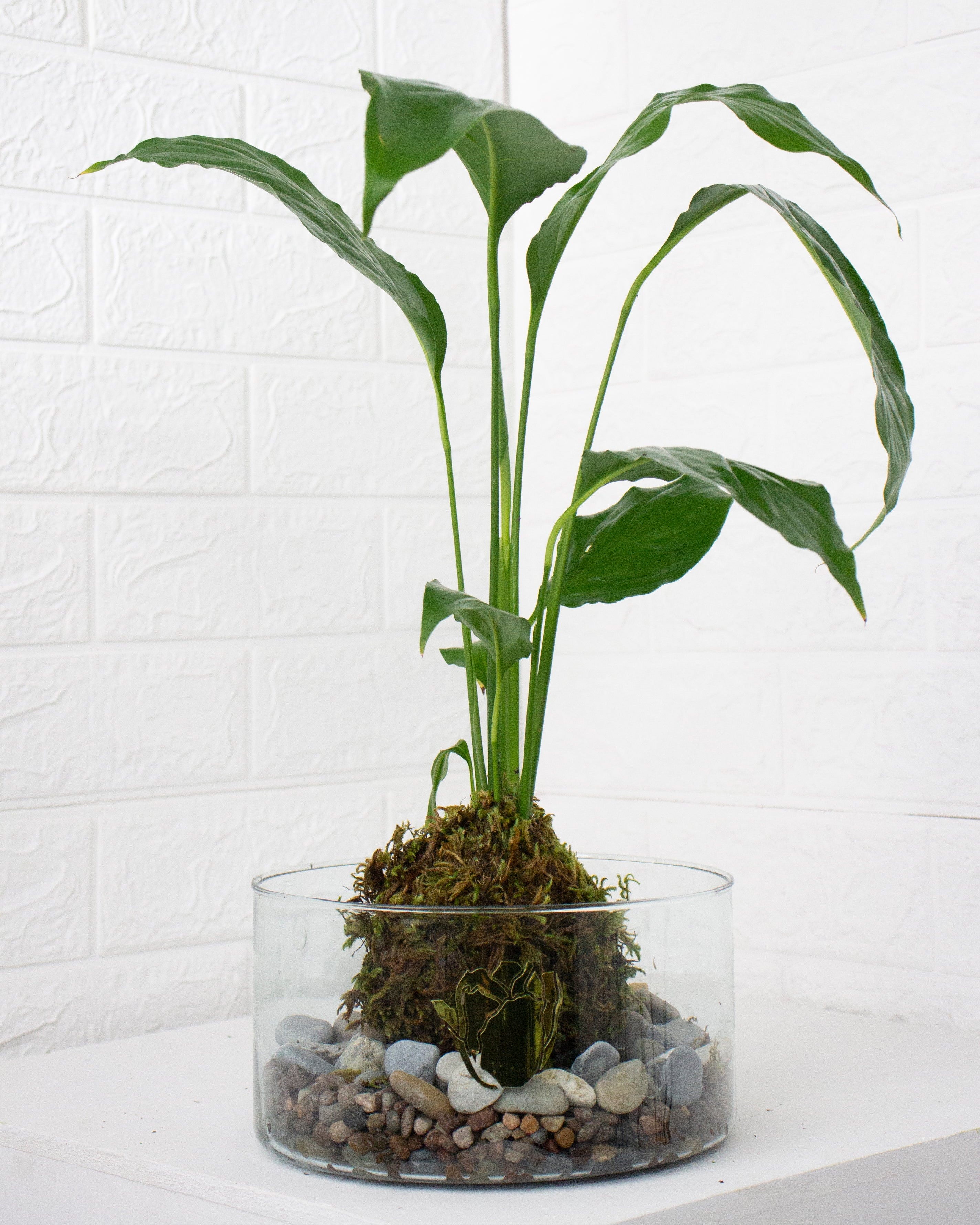 Kokedama Cuna de moises
