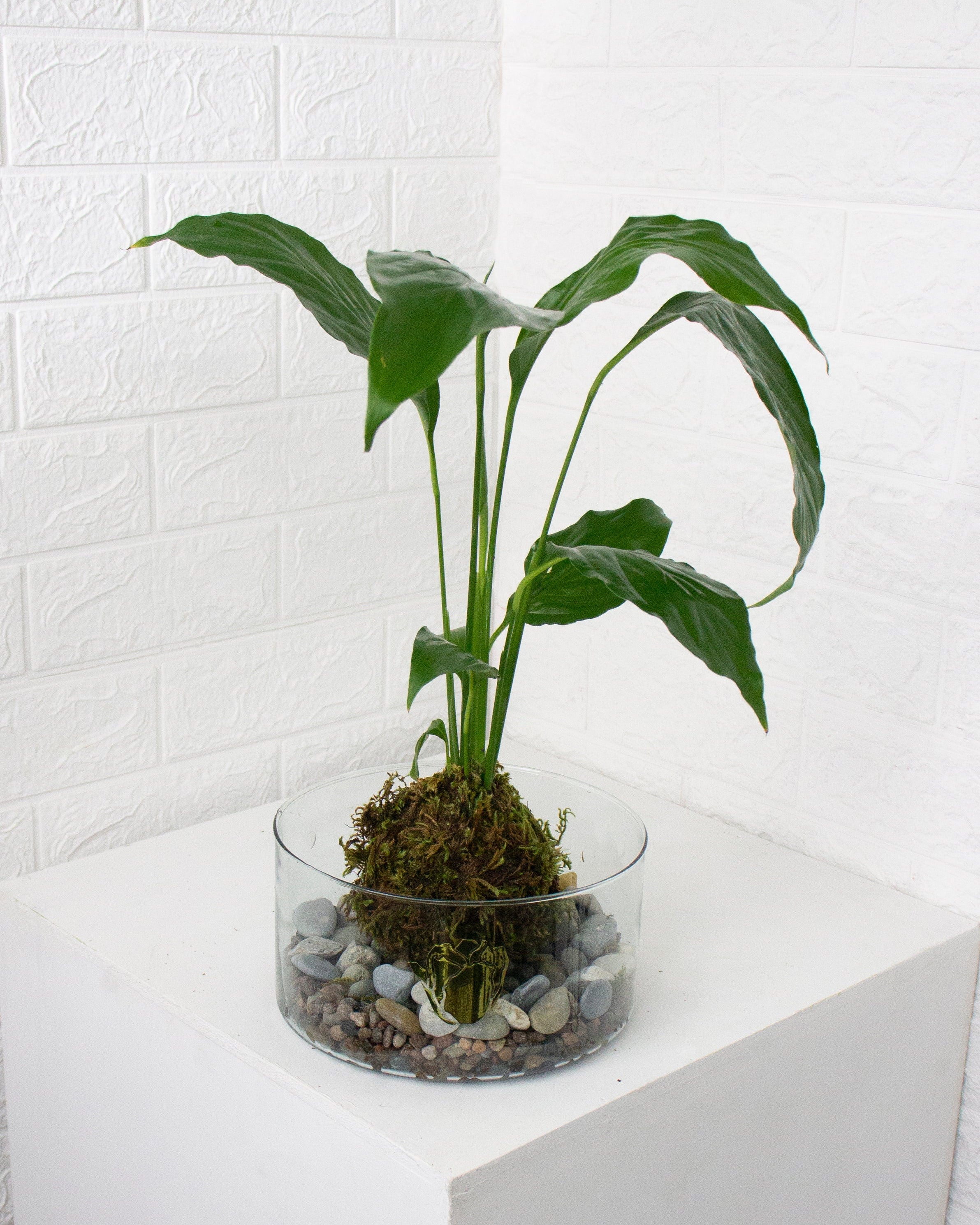 Kokedama Cuna de moises