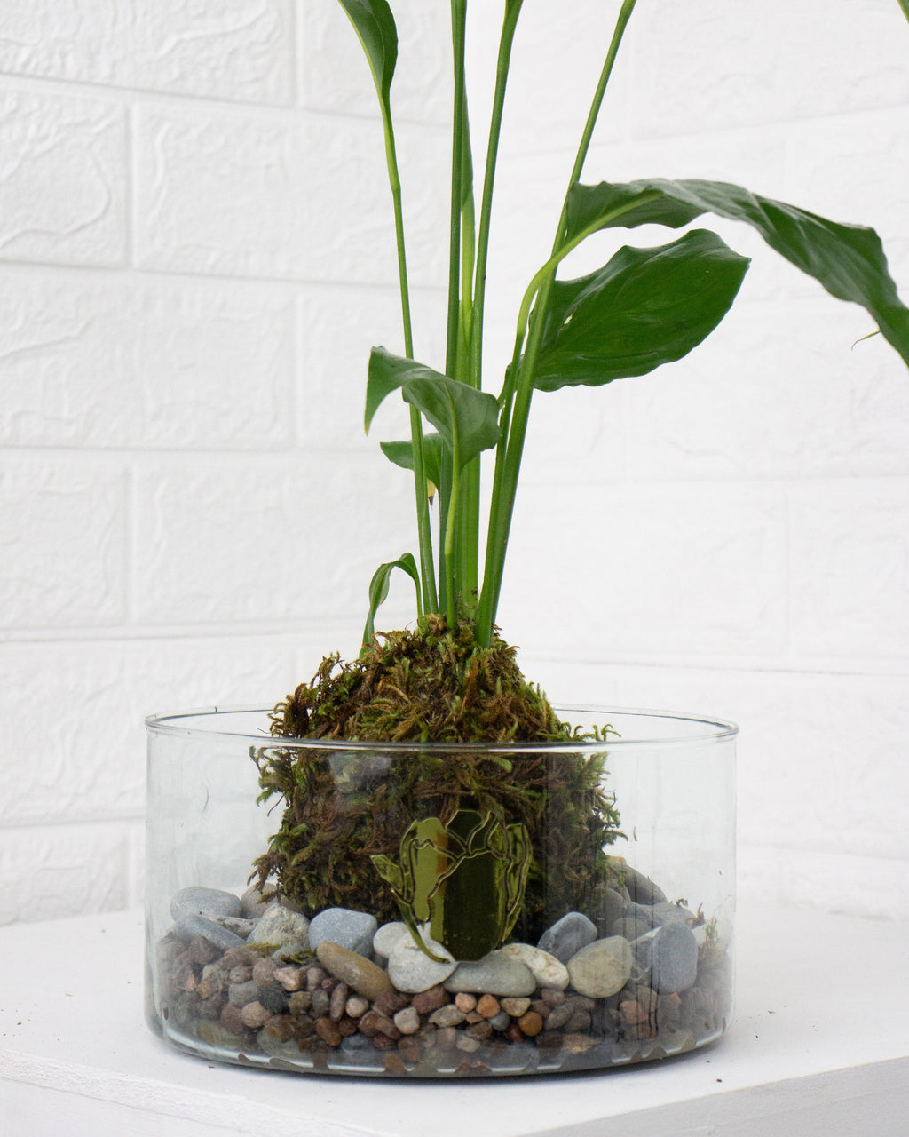 Kokedama Cuna de moises