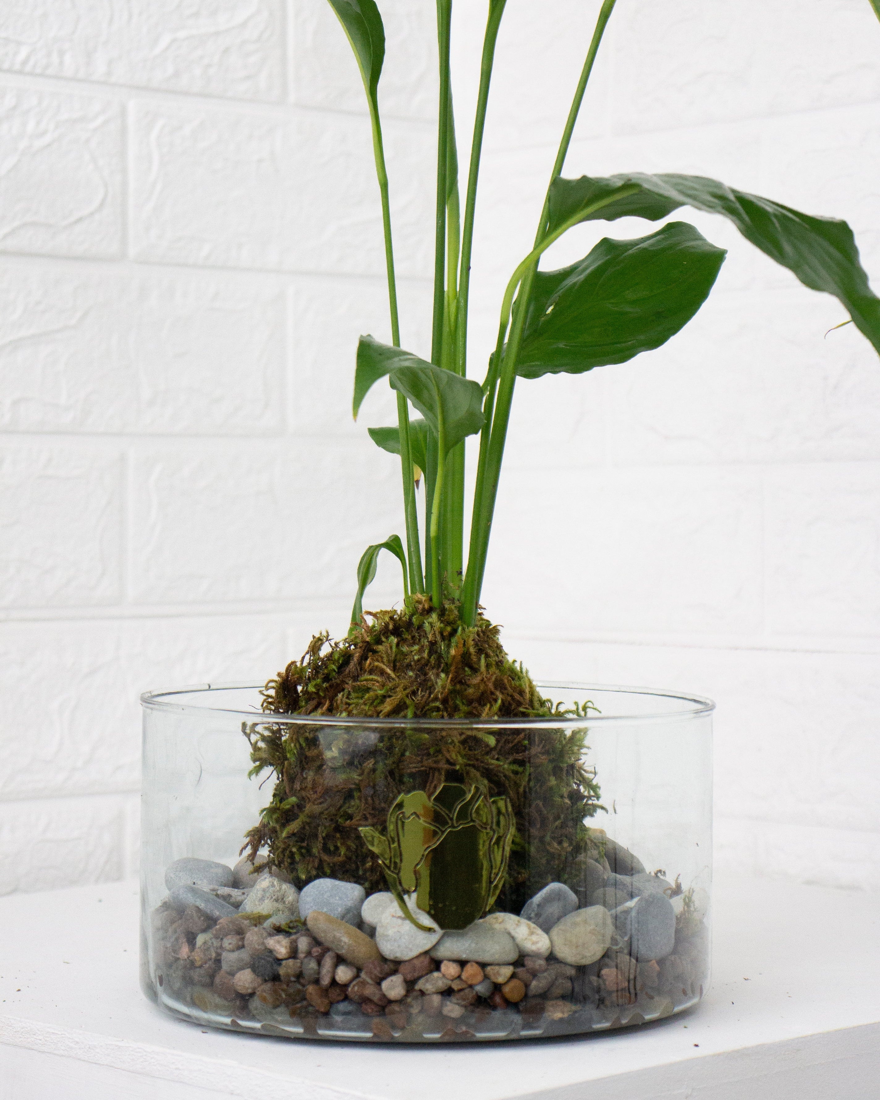 Kokedama Cuna de moises