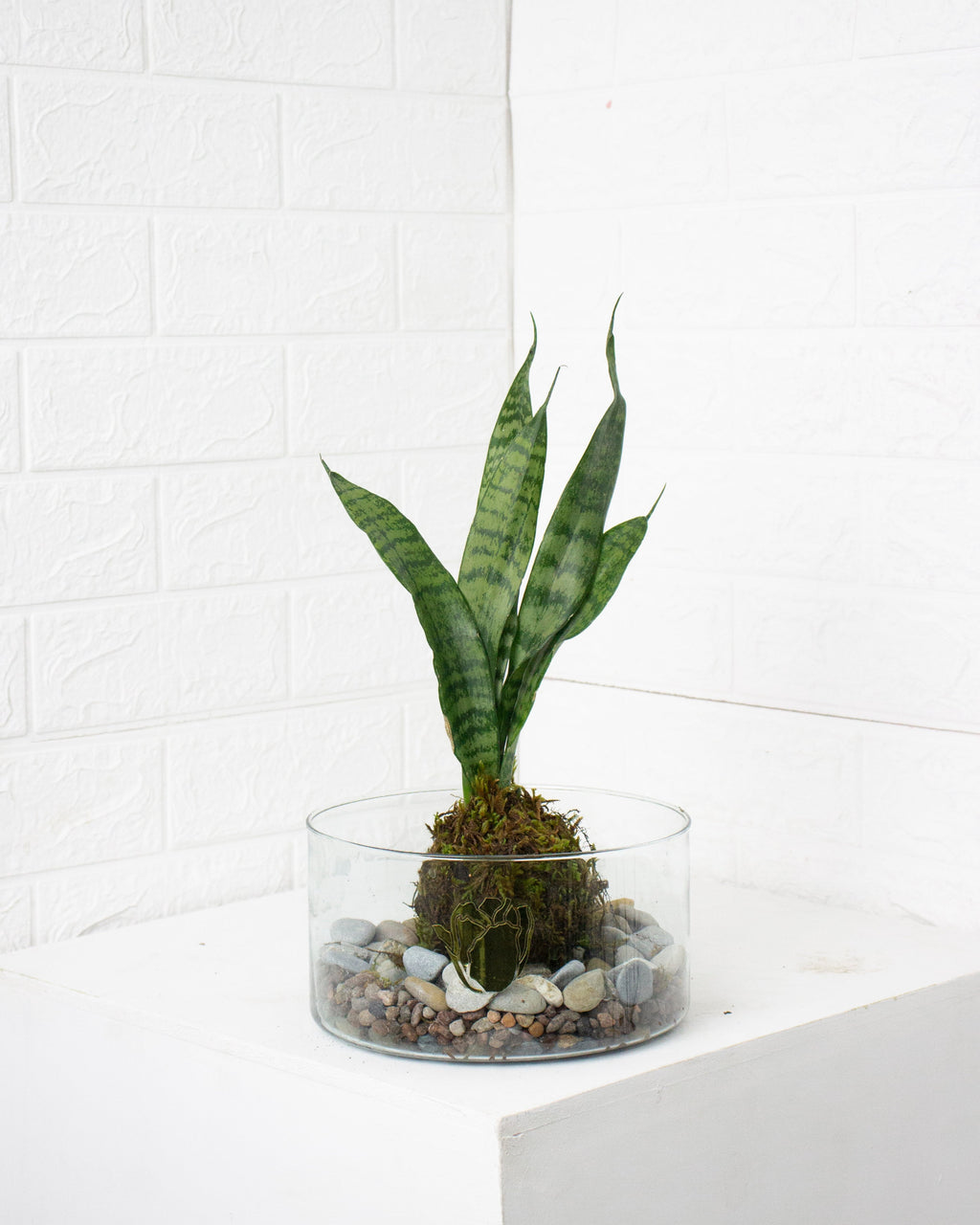 Kokedama Sansevieria