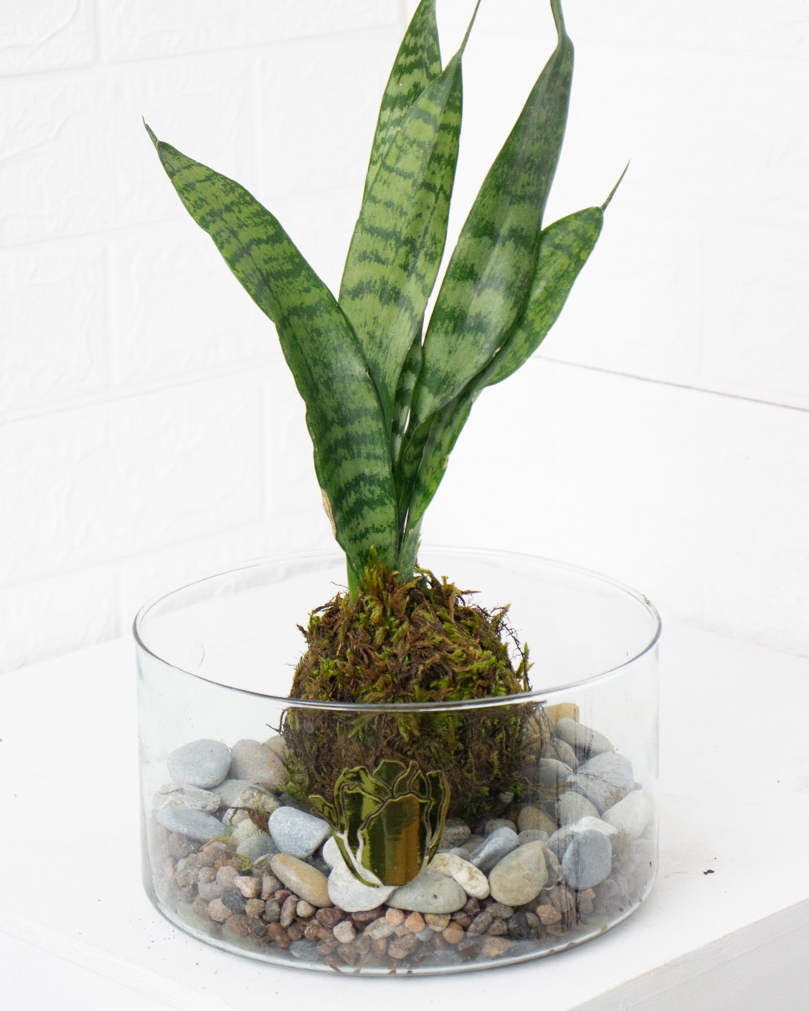 Kokedama Sansevieria