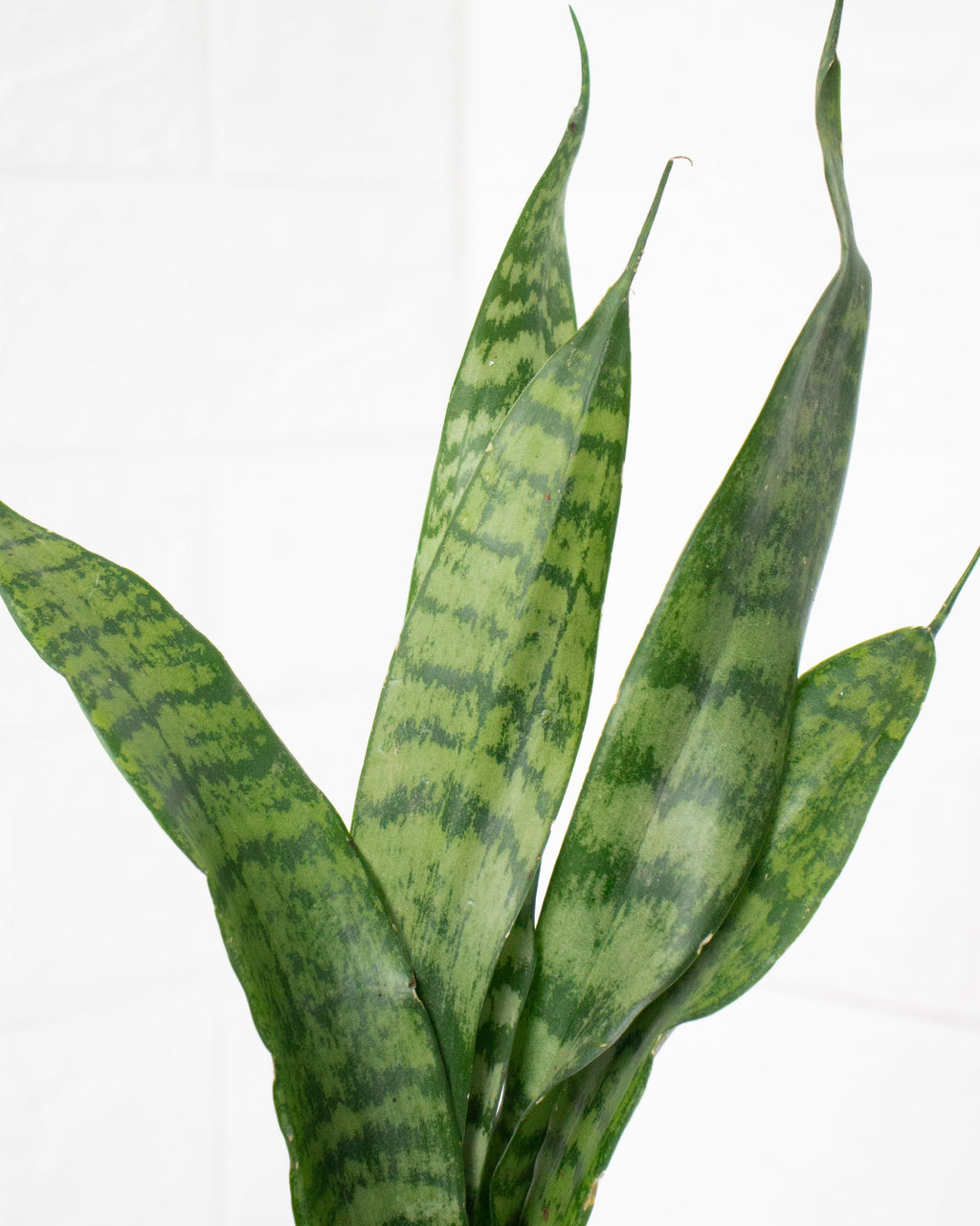 Kokedama Sansevieria