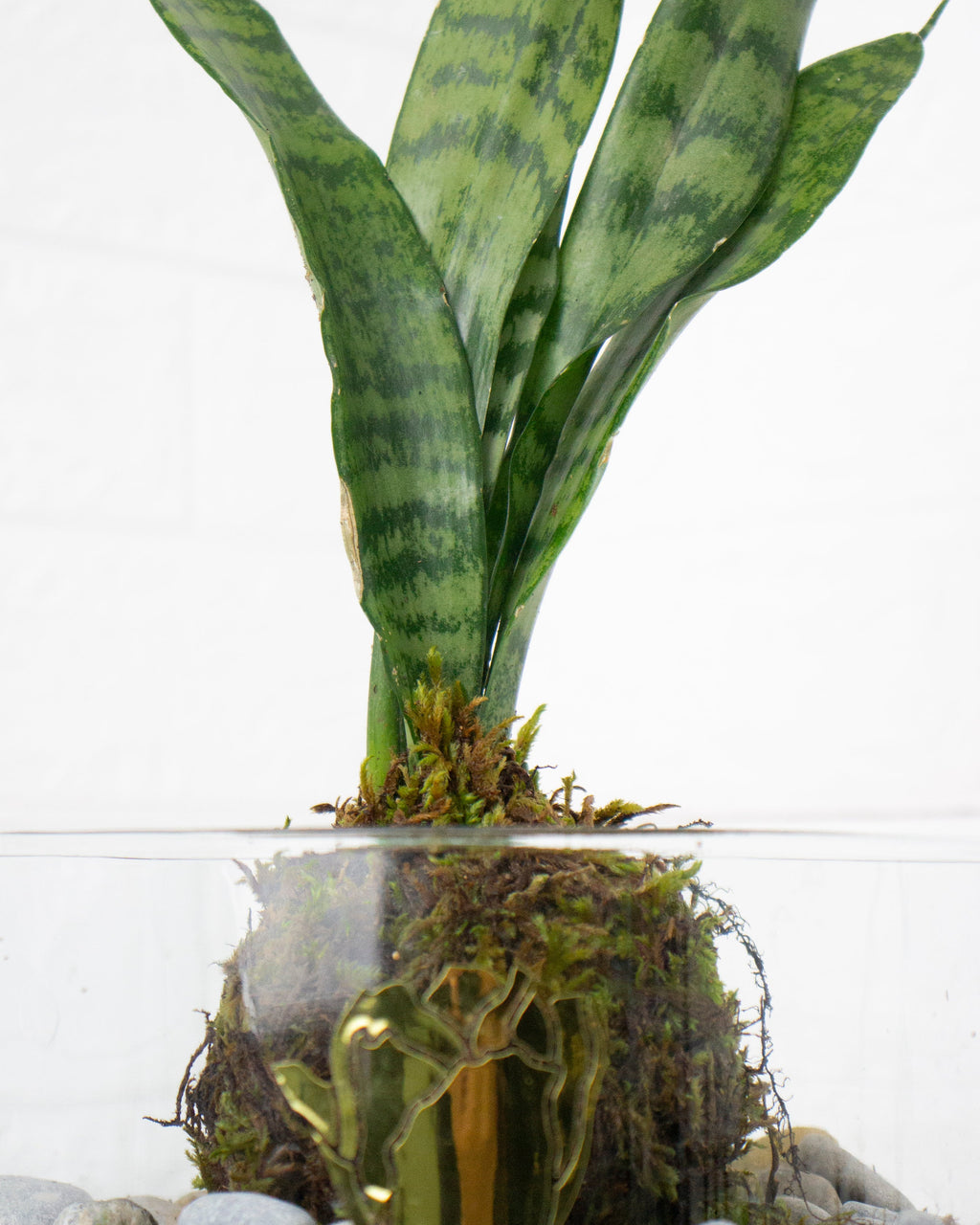 Kokedama Sansevieria