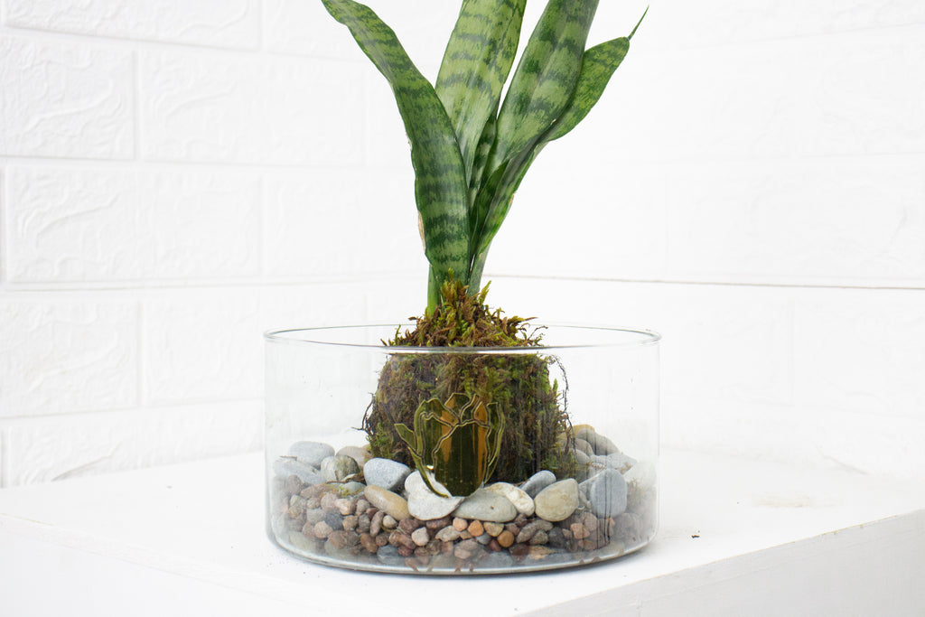 Kokedama Sansevieria